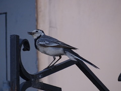 Motacilla alba