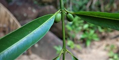 Ixoroideae