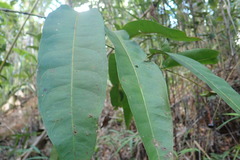 Ixoroideae