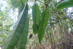 Ixoroideae