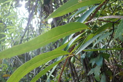 Ixoroideae