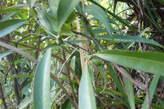 Ixoroideae