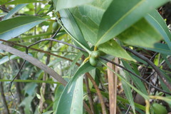 Ixoroideae