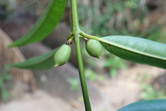 Ixoroideae