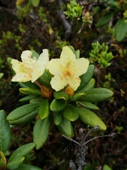 Rhododendron aureum