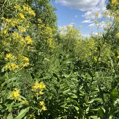 Sisymbrium strictissimum