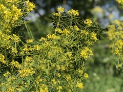 Sisymbrium strictissimum