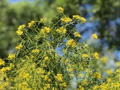 Sisymbrium strictissimum