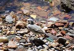Motacilla alba