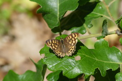 Pararge aegeria aegeria