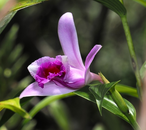 Sobralia decora, photograph 3