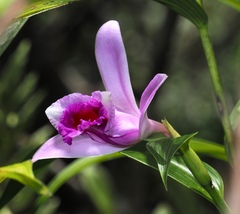 Sobralia decora, photograph (c) desertnaturalist, some rights reserved (CC BY)