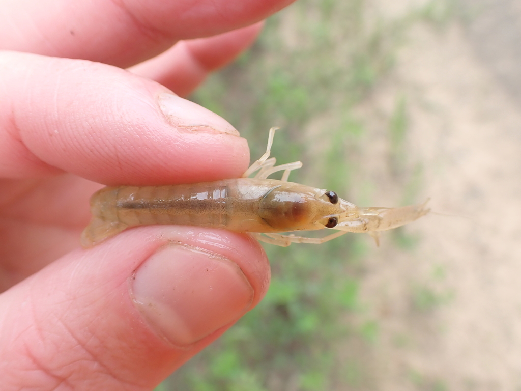 Marsh Crayfish