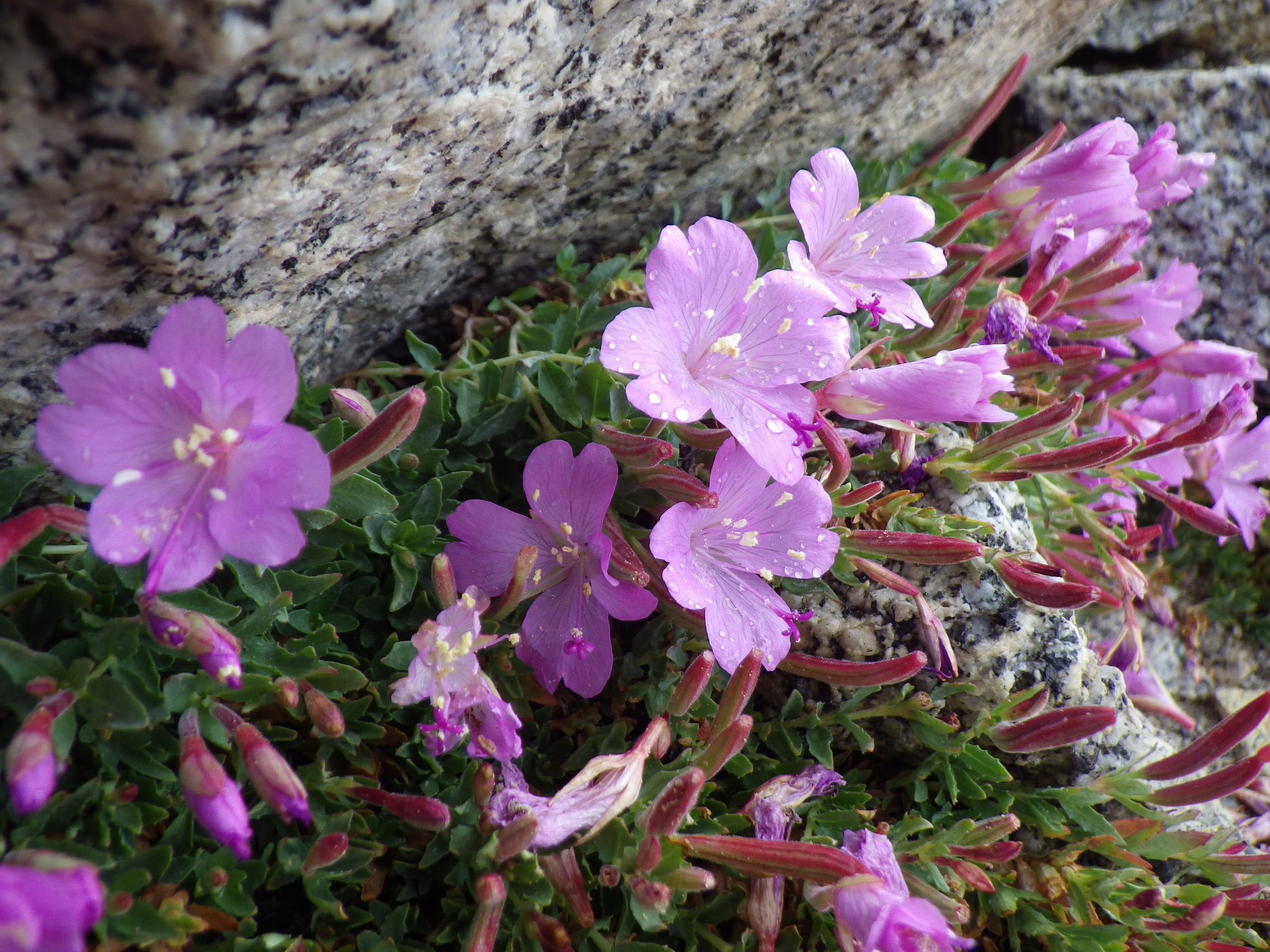 Epilobium obcordatum
