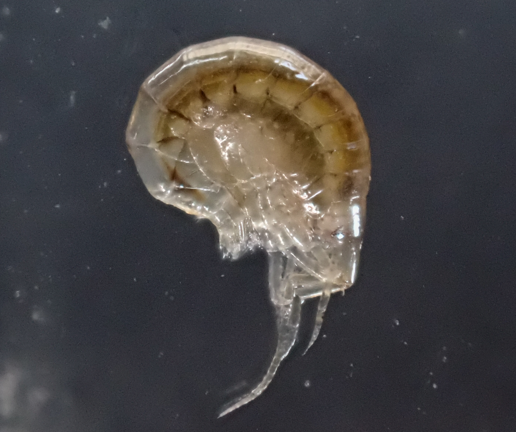 Elasmopus levis