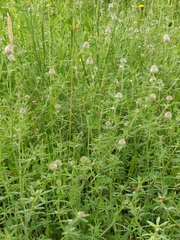 Trifolium arvense