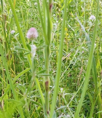 Trifolium arvense