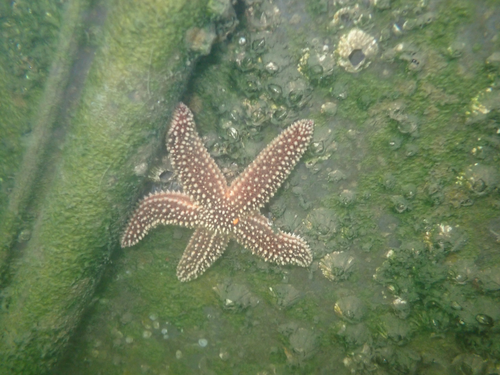 Forbes's Sea Star photographed in New Jersey