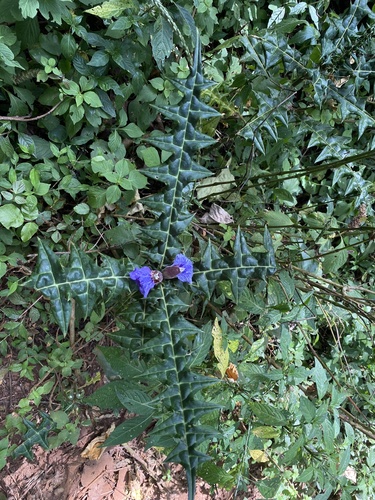 Acanthus eminens, photograph 3