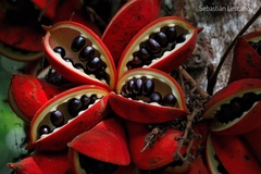 Sterculia megistophylla