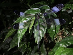 Psolodesmus mandarinus mandarinus