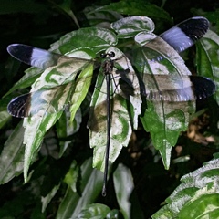 Psolodesmus mandarinus mandarinus