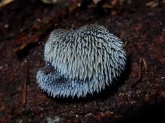 Pseudohydnum orbiculare