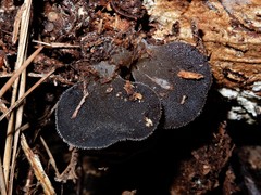 Pseudohydnum orbiculare