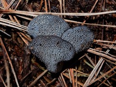 Pseudohydnum orbiculare