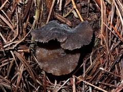 Pseudohydnum orbiculare