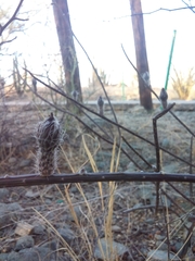 Peniocereus striatus