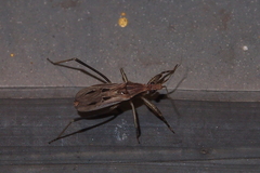 Oncocephalus annulipes