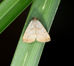 Rivula basalis