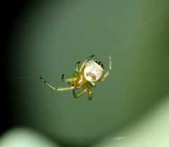 Bijoaraneus mitificus