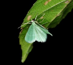 Idiochlora minuscula