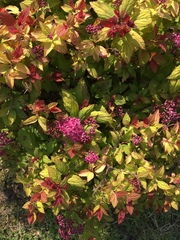 Spiraea splendens