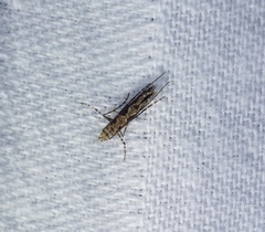 Stomphastis polygoni