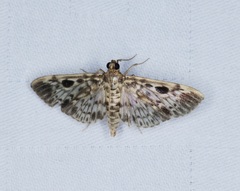 Rhimphaliodes macrostigma