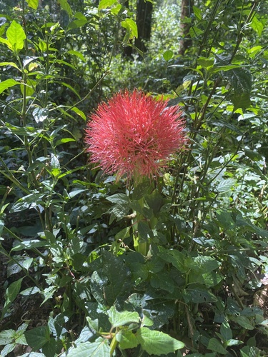 Scadoxus multiflorus