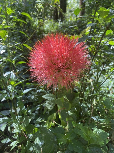Scadoxus multiflorus