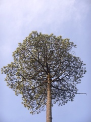 Pinus montezumae
