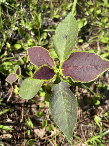 Euphorbia heterophylla iNat (1)