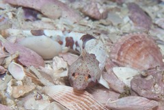 Pavoclinus smalei