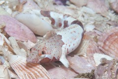 Pavoclinus smalei
