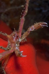 Achaeopsis spinulosa