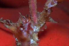 Achaeopsis spinulosa