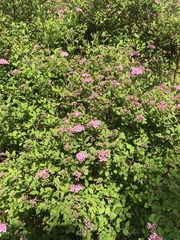 Spiraea splendens