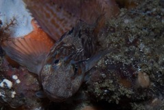 Chalaroderma ocellata