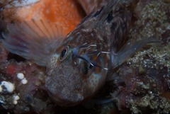 Chalaroderma ocellata