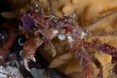 Achaeopsis spinulosa